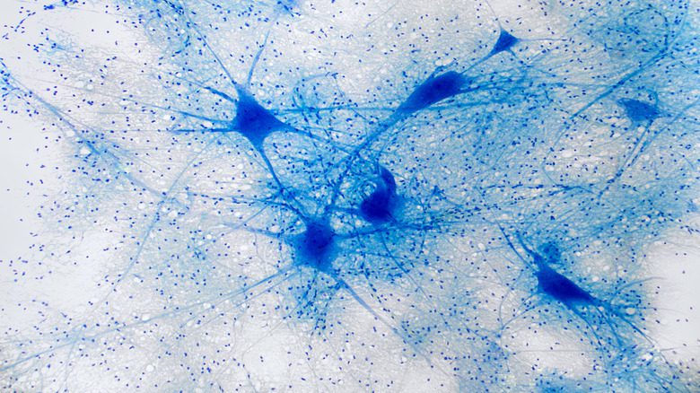 нейроны под микроскопом