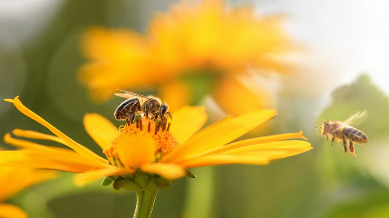 Крупный план пчел на желтых цветах
