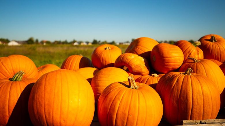 Оранжевая тыква на улице под ясным голубым небом