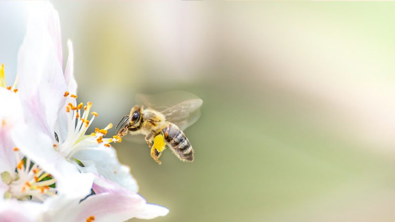 медоносная пчела собирает нектар с цветка