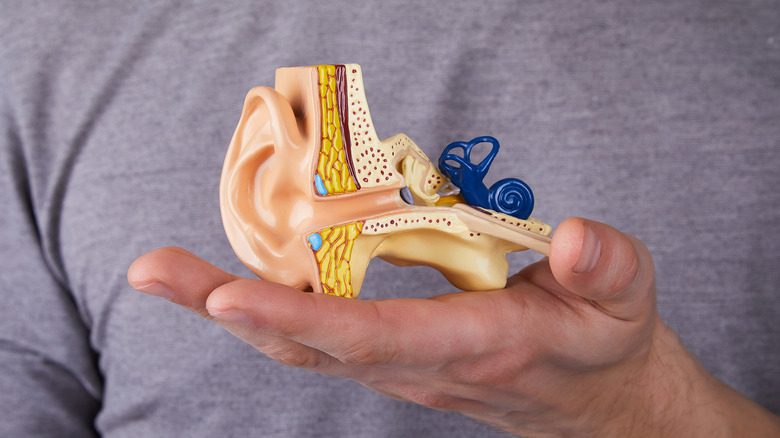 Мужчина держит модель внутреннего уха человека