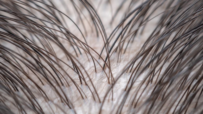 крупный план корней волос
